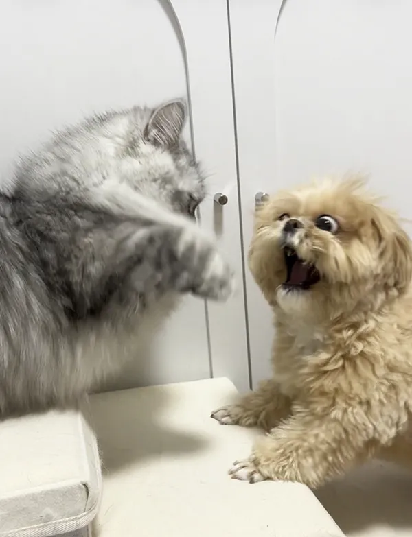 猫に驚く犬の写真