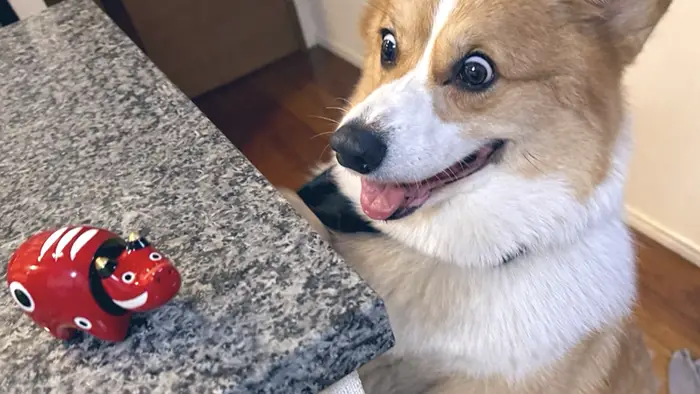 コーギーの写真