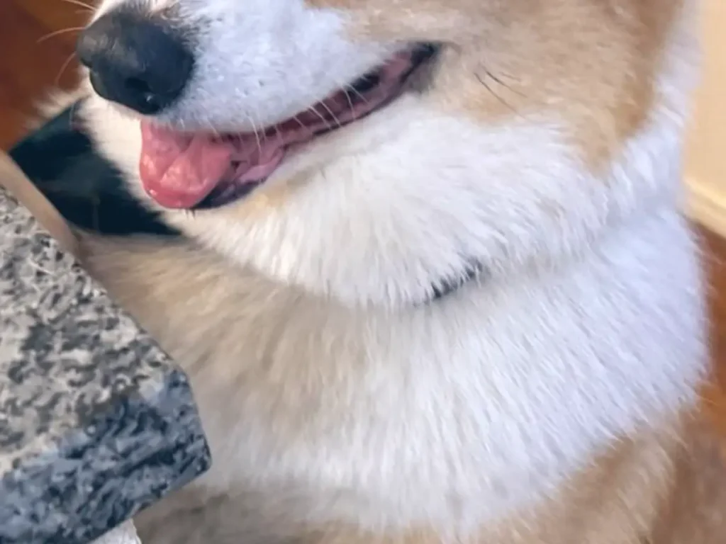 コーギーの写真