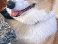 コーギーの写真