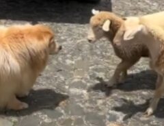 犬とヒツジの写真