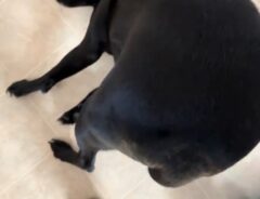 「お願いします！」　なでてもらいたい犬の『ポーズ』が…？「最高に笑える」「変わった子だ」