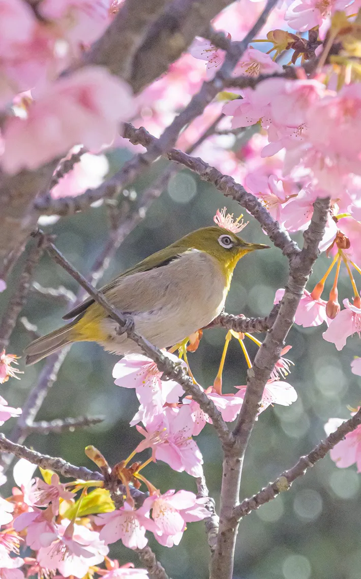 河津桜とメジロの写真