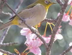 「メジロの王様に出会いました」　頭の上をよく見ると…「まぁ素敵」「いい春を呼んできそう」
