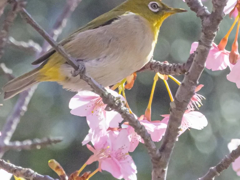 河津桜とメジロの写真