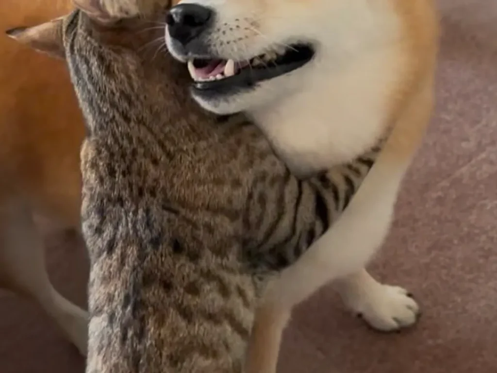 猫と犬の写真