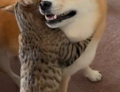 猫と犬の写真