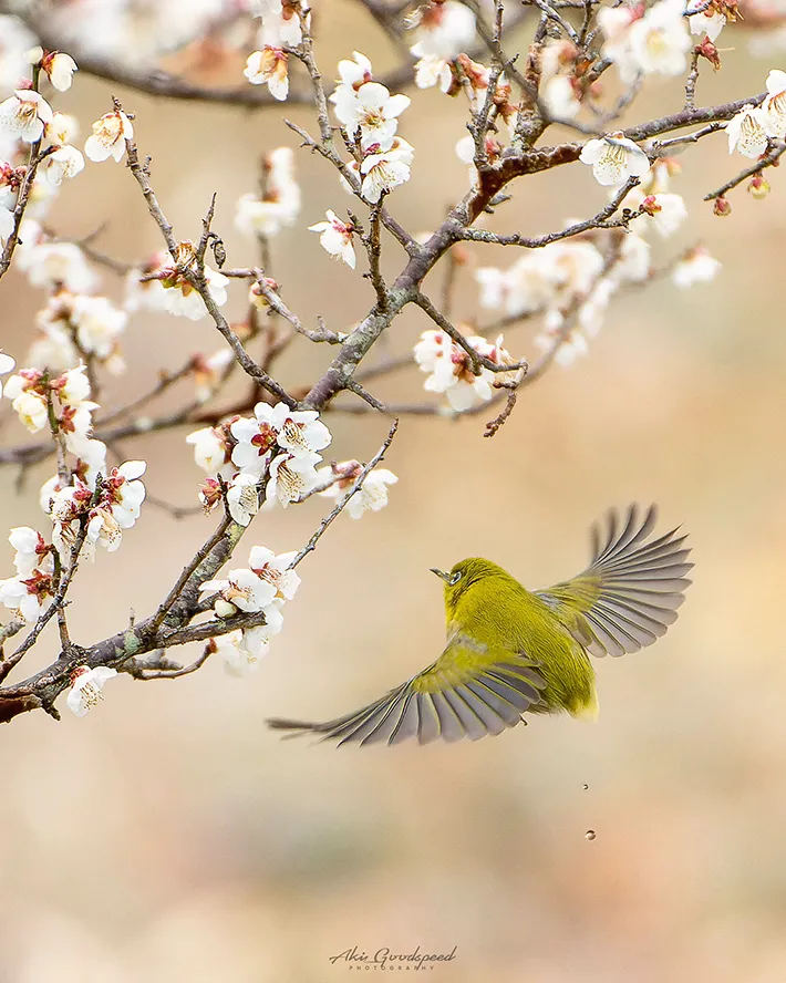 梅とメジロの写真