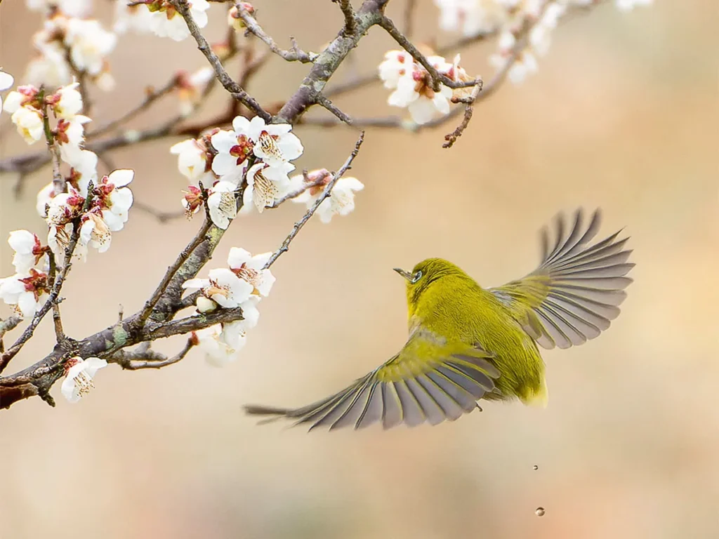 梅とメジロの写真