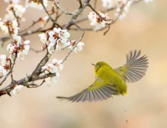 梅とメジロの写真