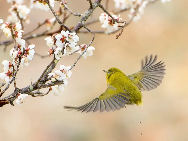 梅とメジロの写真
