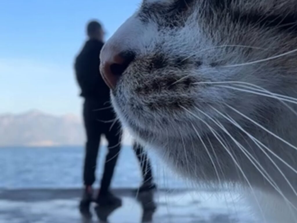 猫とカップルの写真