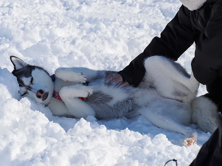 ハスキーの写真