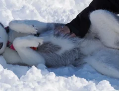 ドッグランに行くのは、走るためだけでなく…？　ハスキーの写真に「かわいすぎる！」