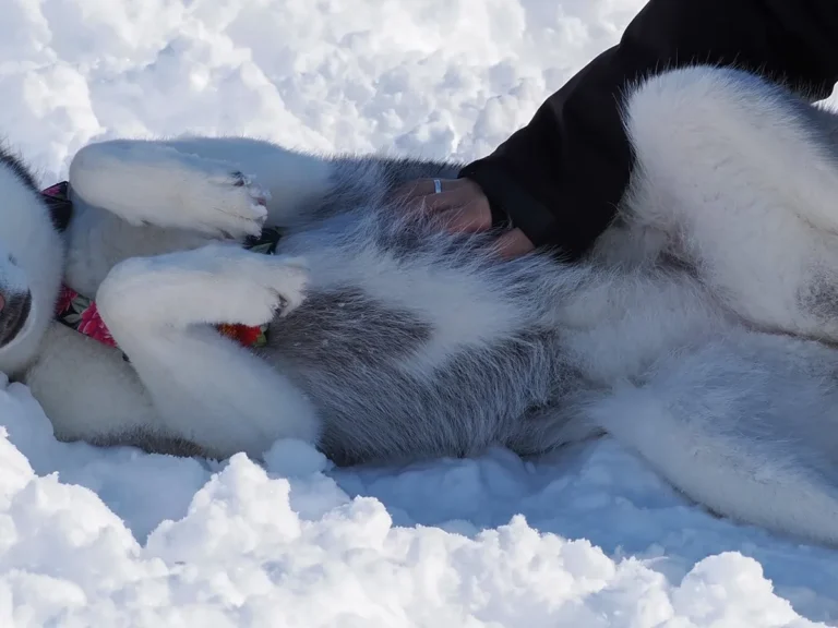 ハスキーの写真