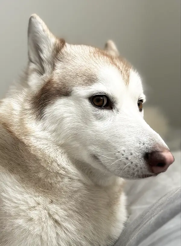 シベリアンハスキーの写真