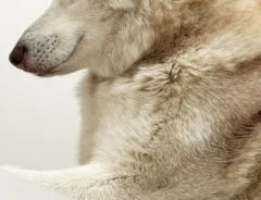 シベリアンハスキーの写真