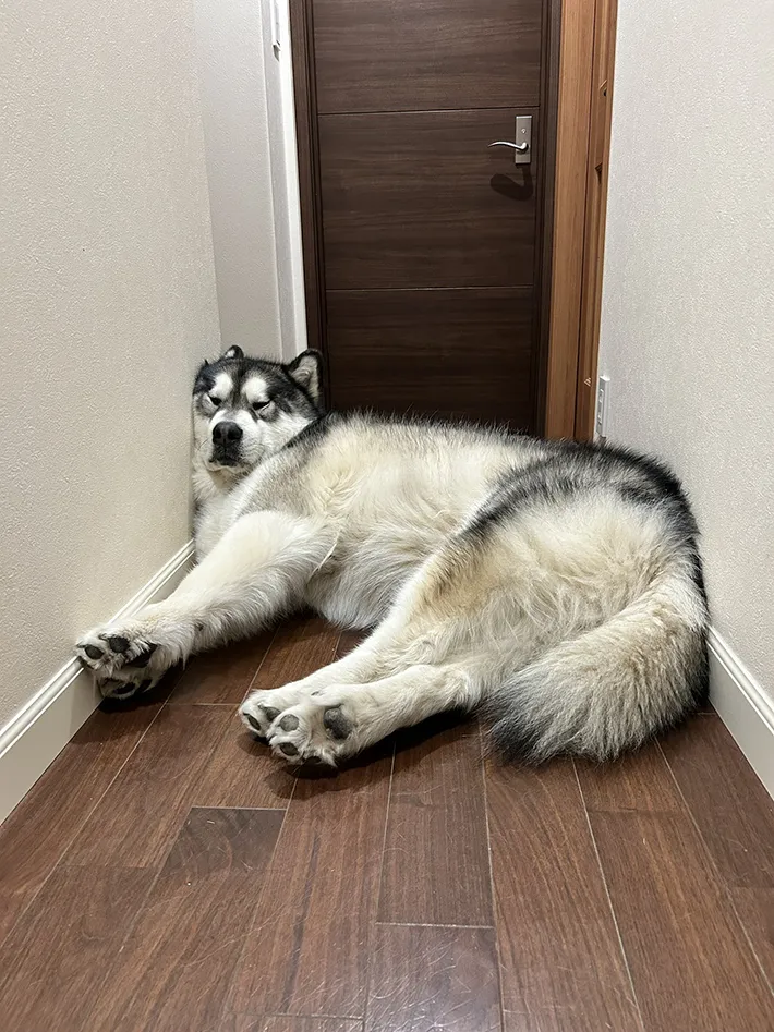 アラスカンマラミュートの写真