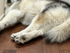 アラスカンマラミュートの写真