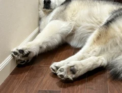 アラスカンマラミュートの写真