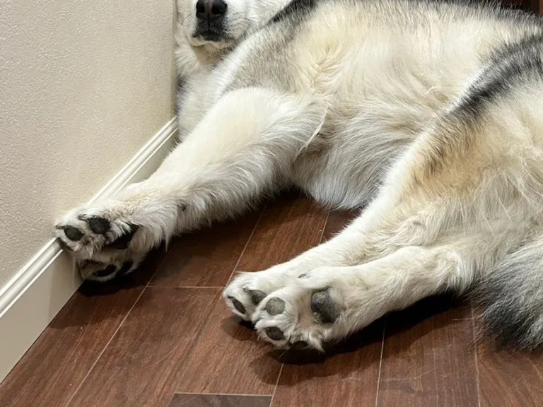 アラスカンマラミュートの写真