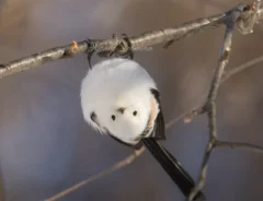 さかさまシマエナガ