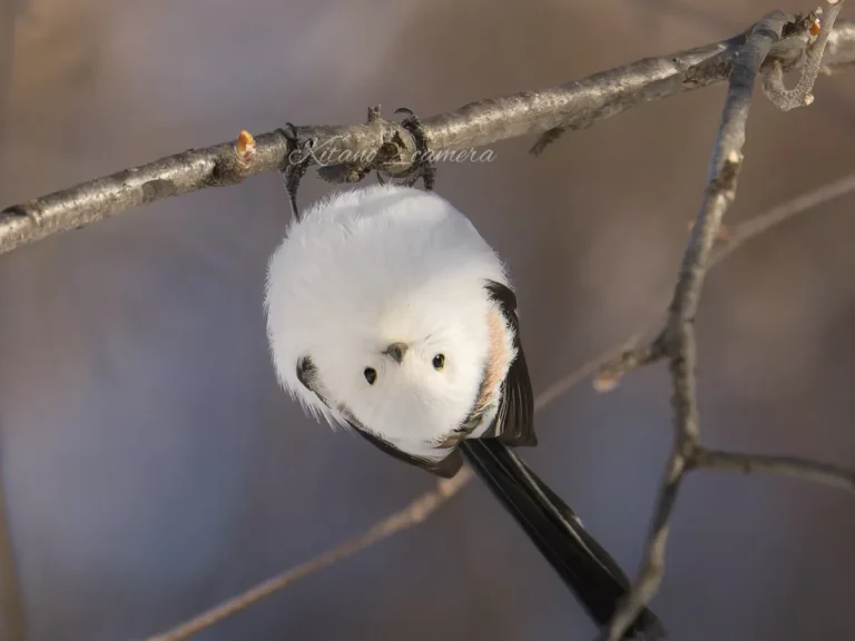 さかさまシマエナガ