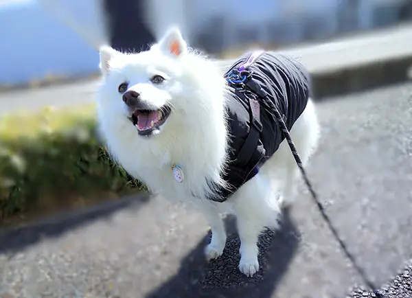 散歩中の犬の写真