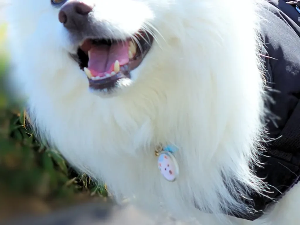 散歩中の犬の写真