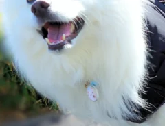 散歩中の犬の写真