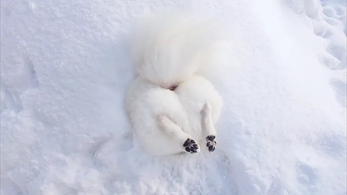 かまくらに入る犬