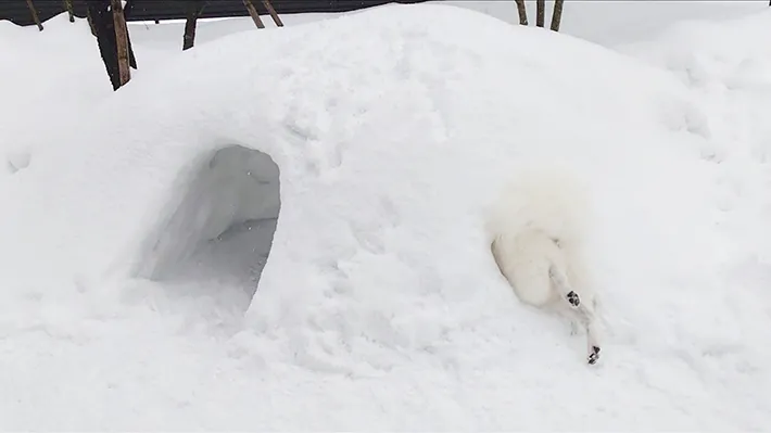 かまくらに入る犬