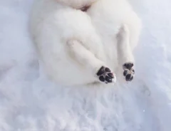 雪のかまくらで遊ぶ犬、後ろ姿が？　「なんて罪深い」「顔をうずめたくなる」