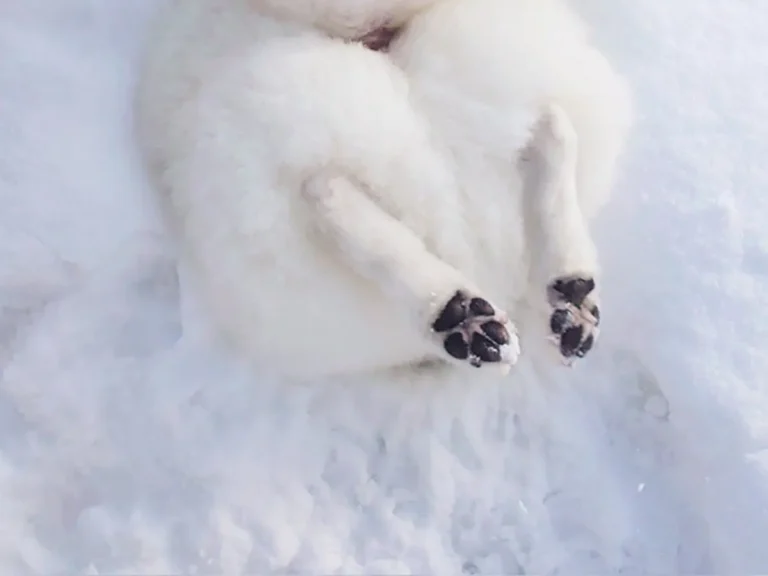 雪のかまくらに入る犬