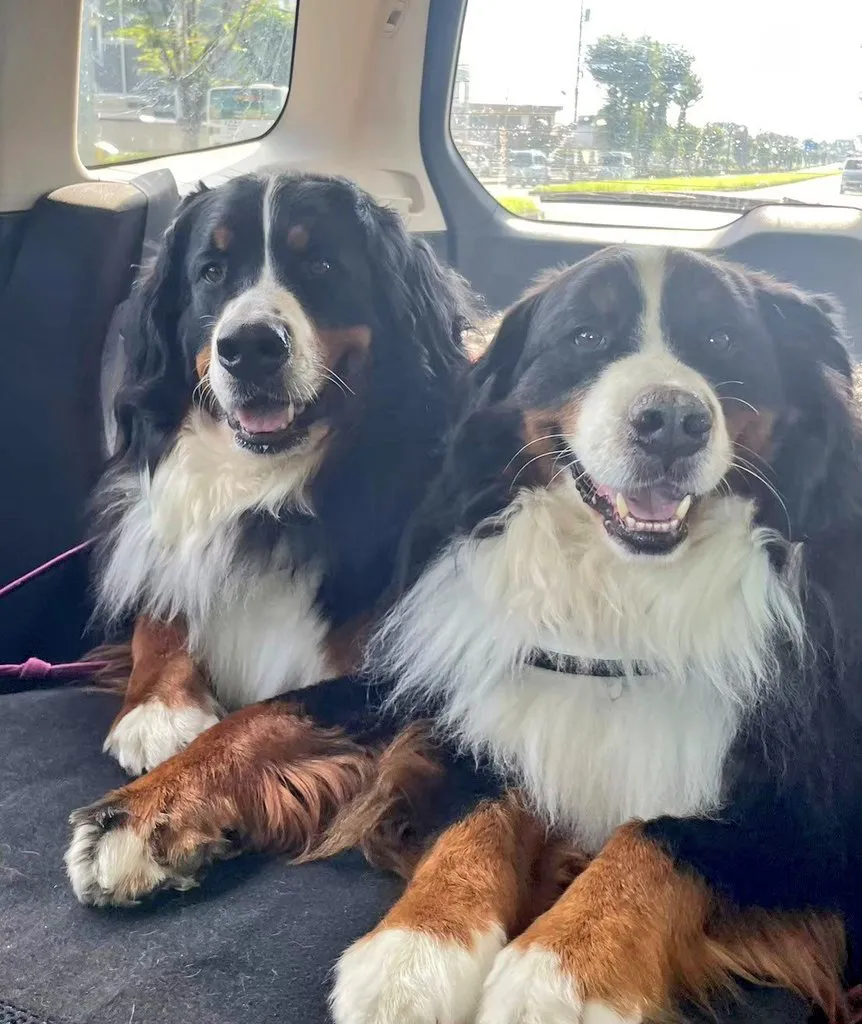 バーニーズマウンテンドッグ