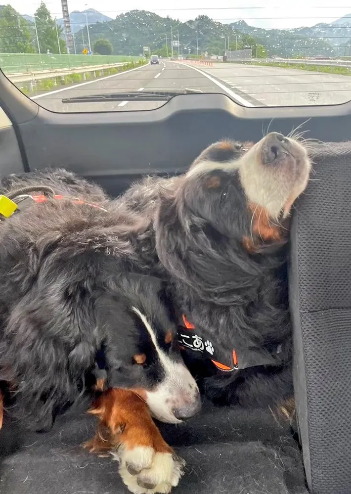 バーニーズマウンテンドッグ