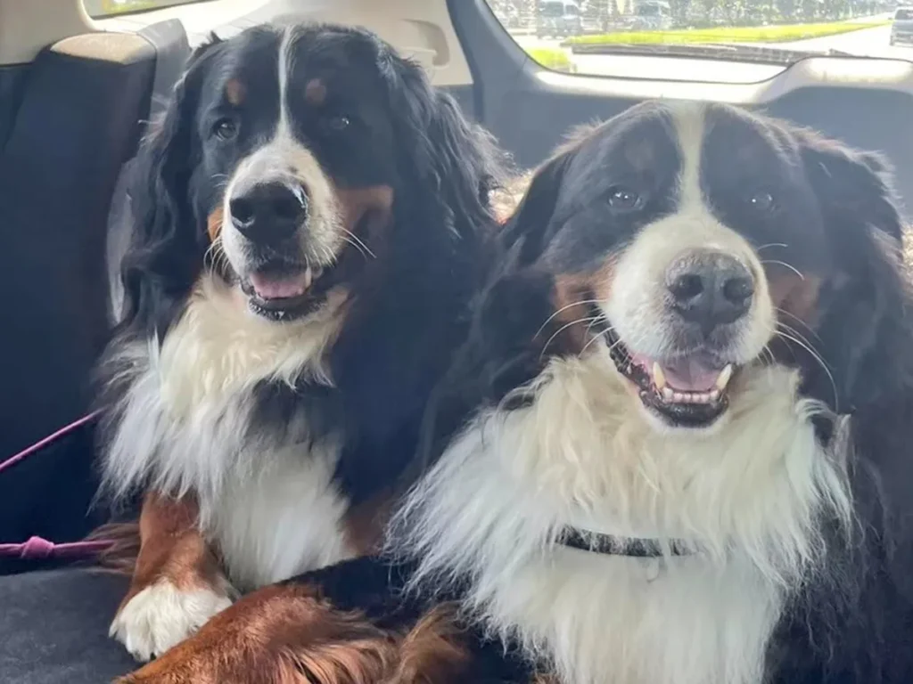 バーニーズマウンテンドッグ