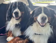 バーニーズマウンテンドッグ