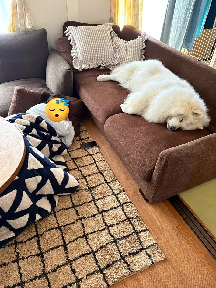 サモエドの写真