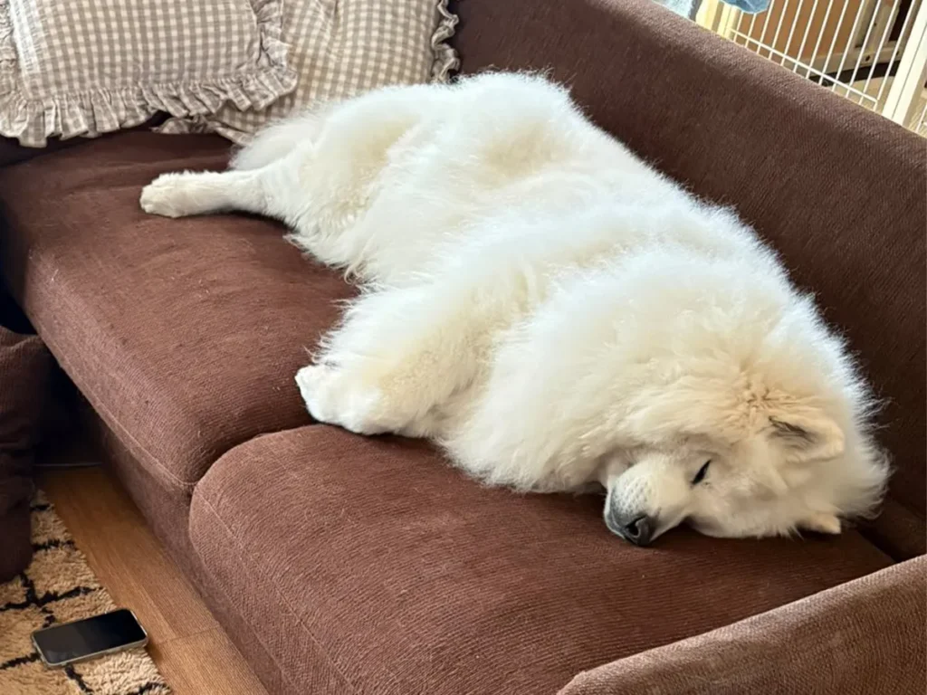 サモエドの写真