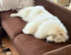 サモエドの写真