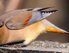 ヒレンジャクの写真