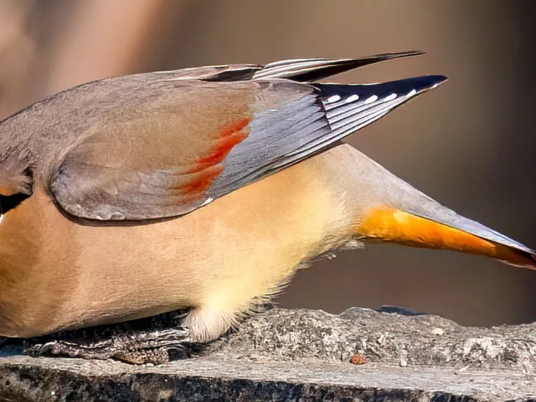 ヒレンジャクの写真