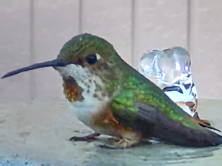 ハチドリの写真