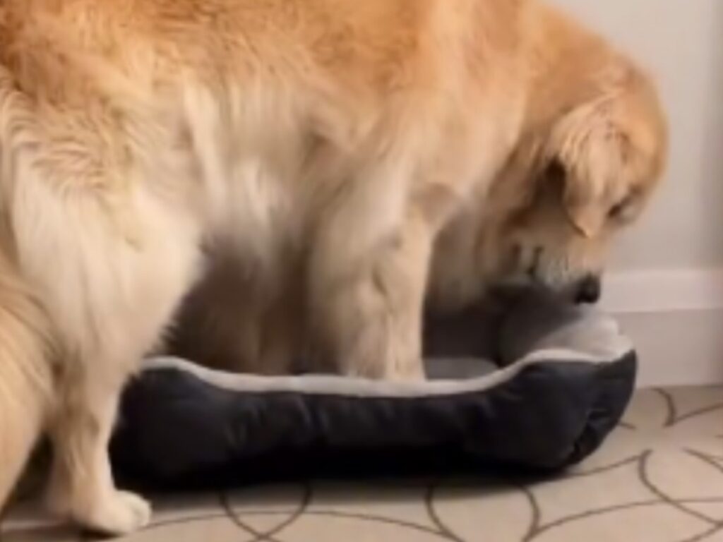 ゴールデンレトリバーの写真