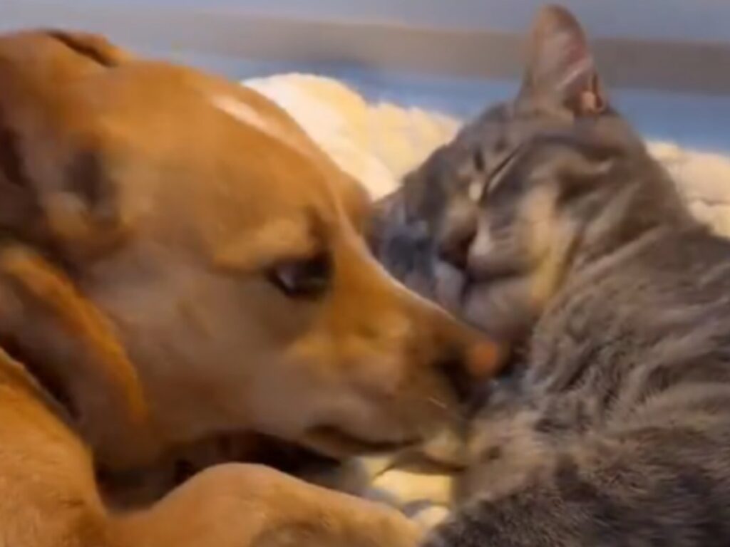 犬と猫の写真