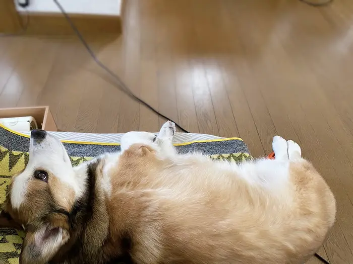 コーギーの写真