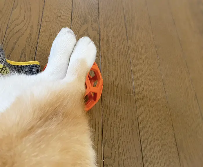 コーギーの写真