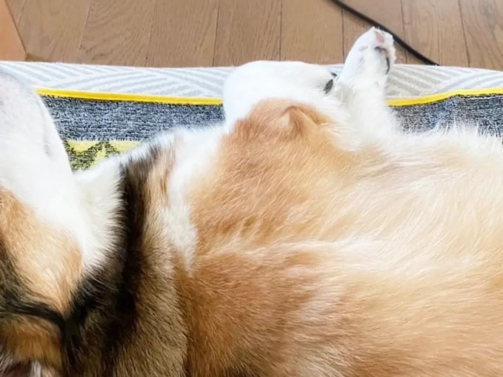 コーギーの写真