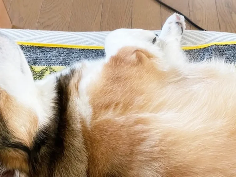 コーギーの写真